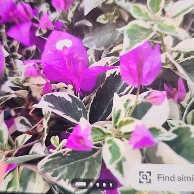 Photo of the plant species Bougainvillea by @WinAsterium11 named Huckleberry Fern on Greg, the plant care app