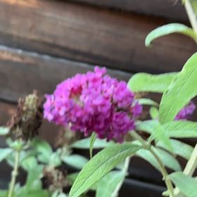 Photo of the plant species Orange Eye by @HeadSquash51 named Gaga on Greg, the plant care app