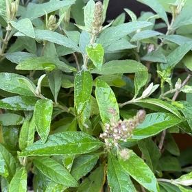 Photo of the plant species Coastal Sweet Pepperbush by @HeadSquash51 named Rihanna on Greg, the plant care app