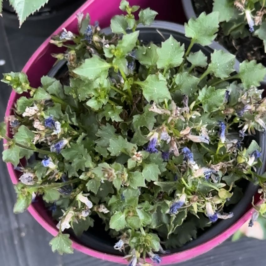 Photo of the plant species Peach-Leaf Bellflower by @HeadSquash51 named Daphne on Greg, the plant care app