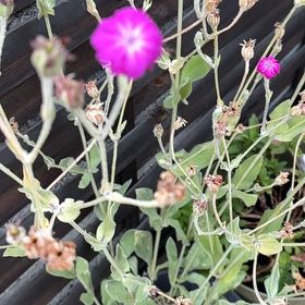 Photo of the plant species Rose Campion by @HeadSquash51 named ChloroPhil on Greg, the plant care app