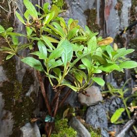 Photo of the plant species Western Azalea by @LiterateAgboy52 named Orwell on Greg, the plant care app