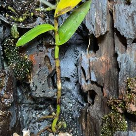 Photo of the plant species Fire Star Orchid by @LiterateAgboy52 named Terra on Greg, the plant care app