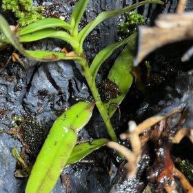 Photo of the plant species Pink Rock Orchid by @LiterateAgboy52 named Nemo on Greg, the plant care app