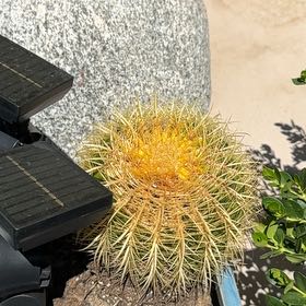 Photo of the plant species Desert Barrel Cactus by @StarWeed3 named Tolkien on Greg, the plant care app