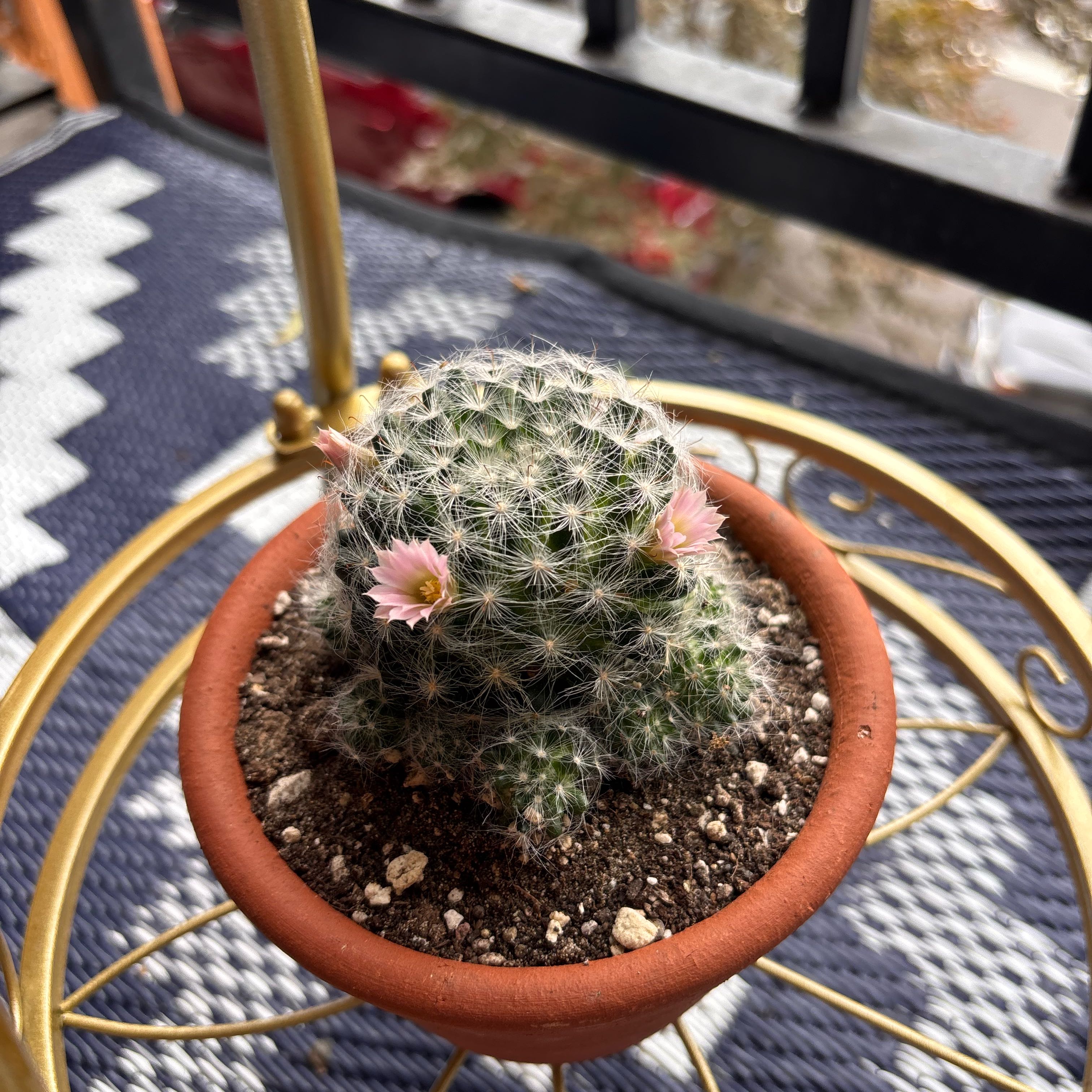 Photo of the plant species Snowball Cactus by @ProKoa63 named Priscilla on Greg, the plant care app