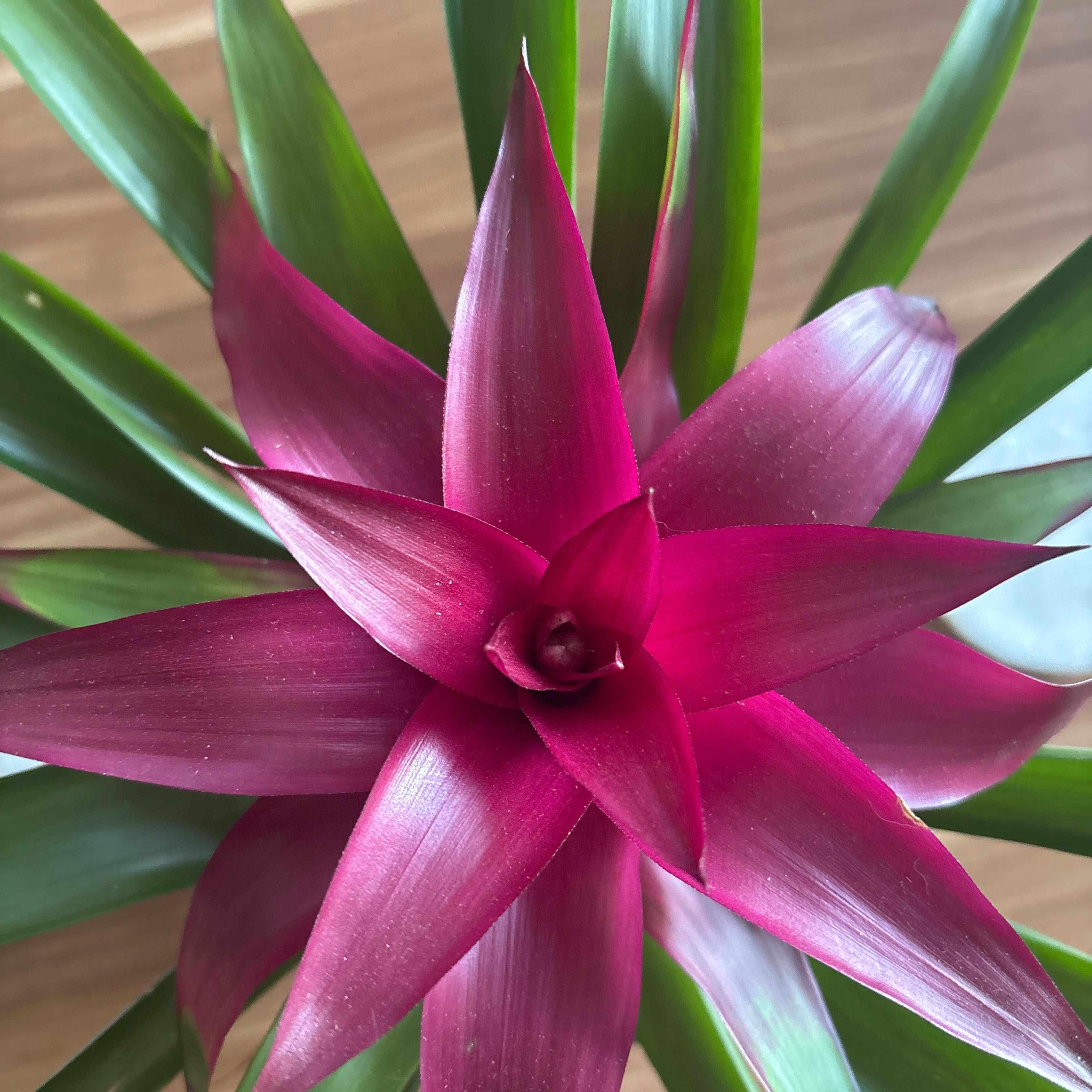 Photo of the plant species Guzmania Bromeliad by @ProKoa63 named Beyonce on Greg, the plant care app
