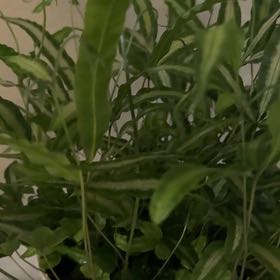 Photo of the plant species Cretan Brake by @JesterPlain60 named Diana on Greg, the plant care app