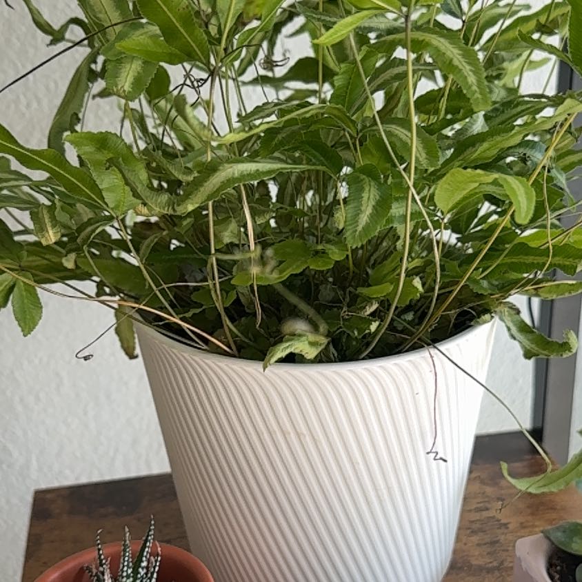 Photo of the plant species Cretan Brake by @JesterPlain60 named Ulysses S Plant on Greg, the plant care app
