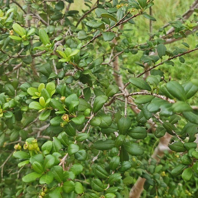 Photo of the plant species Yaupon by @UniversalCowpea named Mollie on Greg, the plant care app