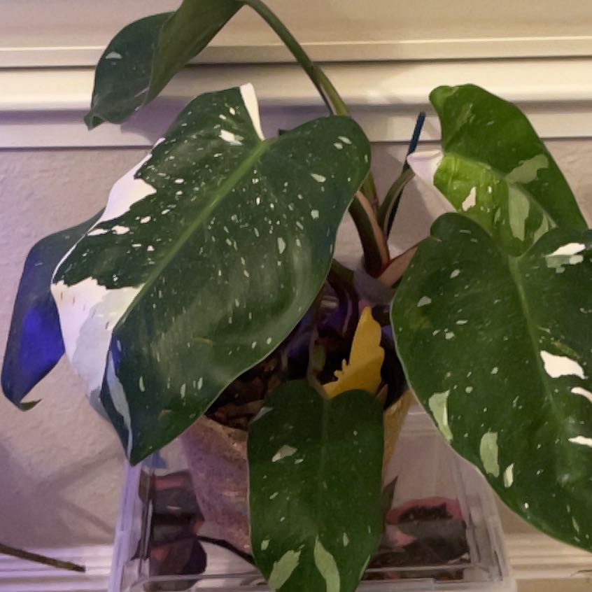 Photo of the plant species philodendron white princess by @SoothingSkimmia named Tolkien on Greg, the plant care app
