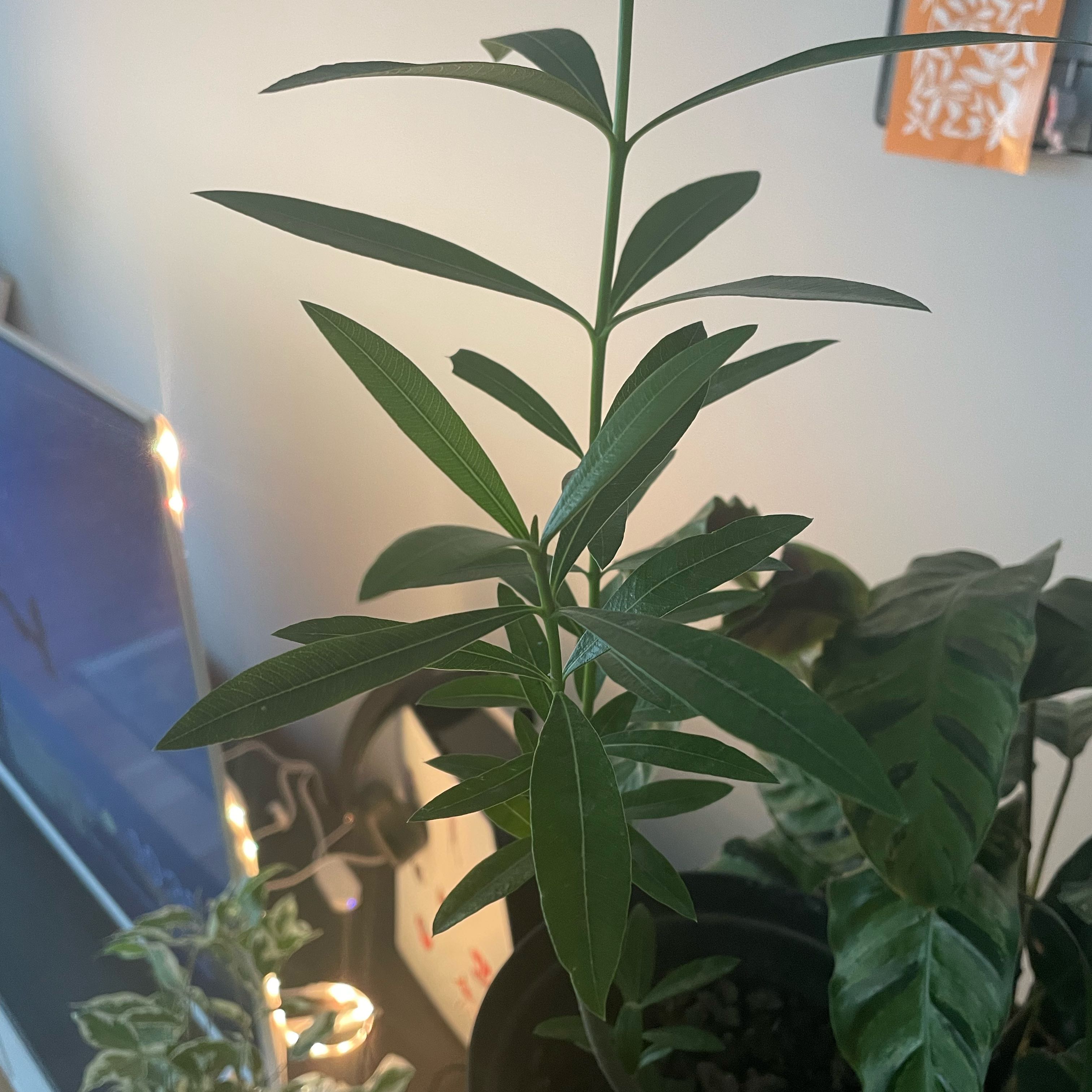 Photo of the plant species Oleander by @HolyOxlip77 named Michelle Branch on Greg, the plant care app