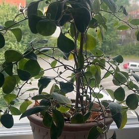 Photo of the plant species Mistletoe Fig by @HipTaro31 named Sigmund on Greg, the plant care app