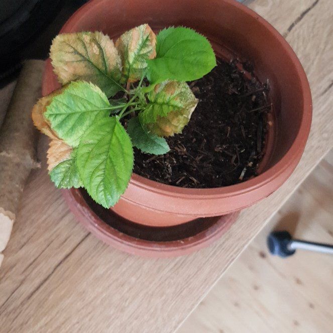 Photo of the plant species Apple by @SmartTricolor72 named Bigleef Smalls on Greg, the plant care app
