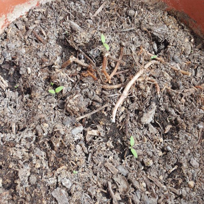Photo of the plant species Ginger Root by @SmartTricolor72 named Lola on Greg, the plant care app