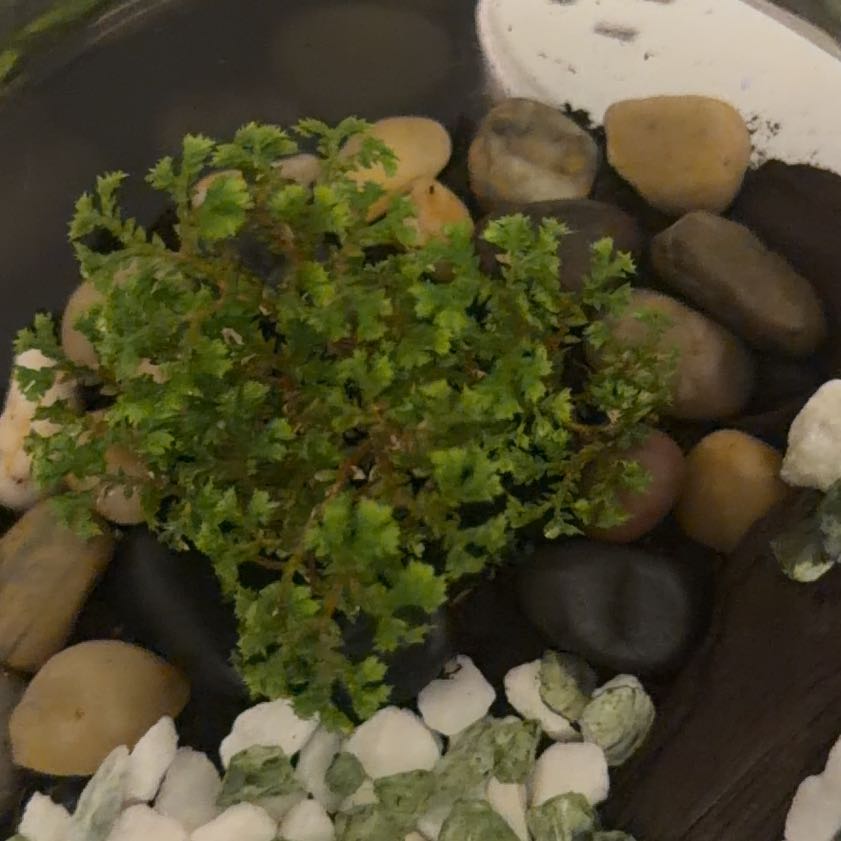 Photo of the plant species Selaginellales by @JesterRamsons named Wall-E on Greg, the plant care app