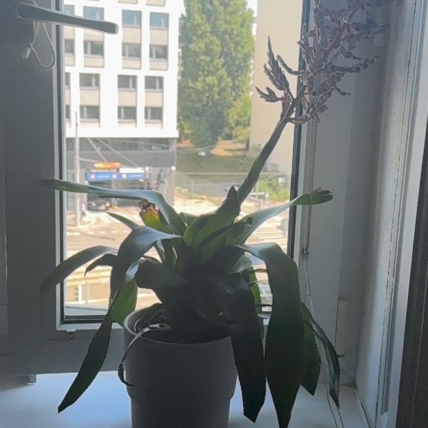 Photo of the plant species Blue Rain Bromeliad by @YokeChollipo27 named Darwin on Greg, the plant care app