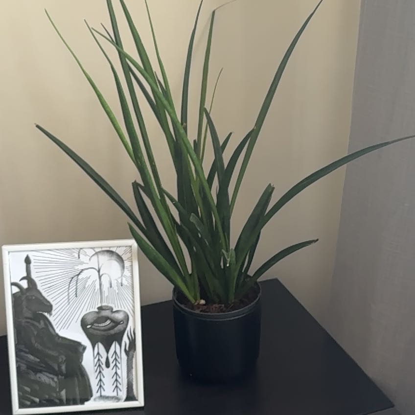 Photo of the plant species Dracaena kirkii 'Coppertone' by @YokeChollipo27 named Dolores on Greg, the plant care app