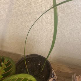 Photo of the plant species Date Palm Tree by @HelperTimeout99 named Girlfrond on Greg, the plant care app
