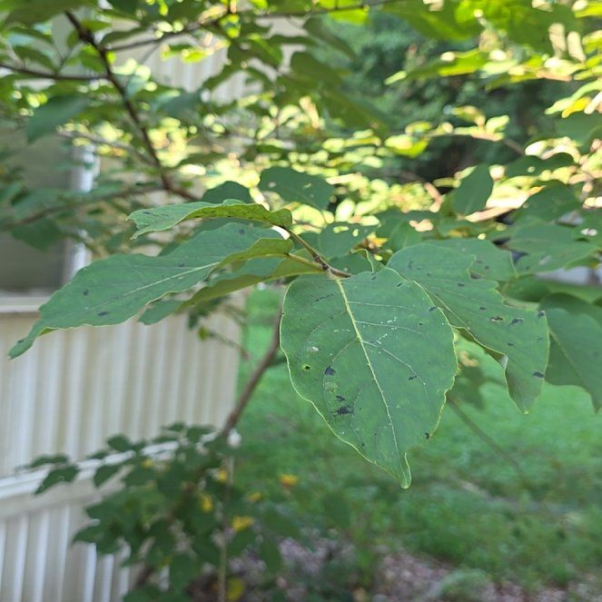 Photo of the plant species Common Persimmon by @DearSnowrose30 named Maya on Greg, the plant care app