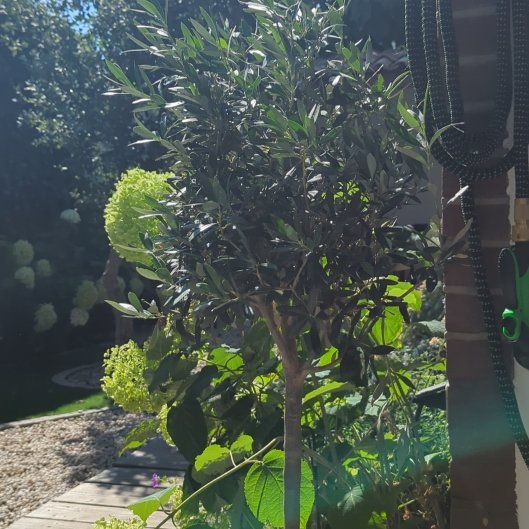 Photo of the plant species Jackfruit by @RomanticLime51 named Xena on Greg, the plant care app