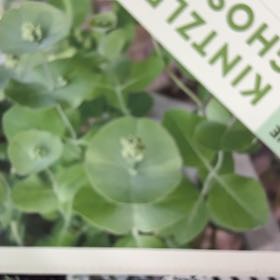Photo of the plant species Lonicera 'Kintzley's Ghost' by @VipSalsa31 named Honeysuckle on Greg, the plant care app