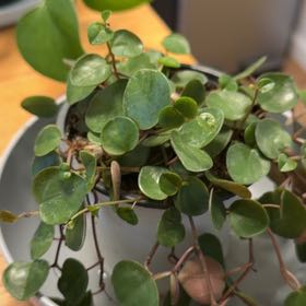 Photo of the plant species Maidenhair Vine by @PetDuwei39 named LiloStitch on Greg, the plant care app