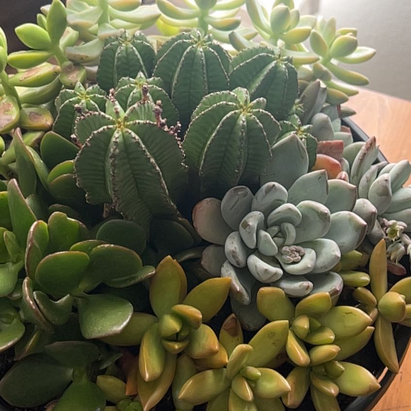 Photo of the plant species Gregory by @TopCactus43 named jungle on Greg, the plant care app