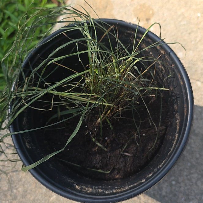 Photo of the plant species Cymbopogon Citratus by @GodlyAnahaw25 named Fernie Mac on Greg, the plant care app