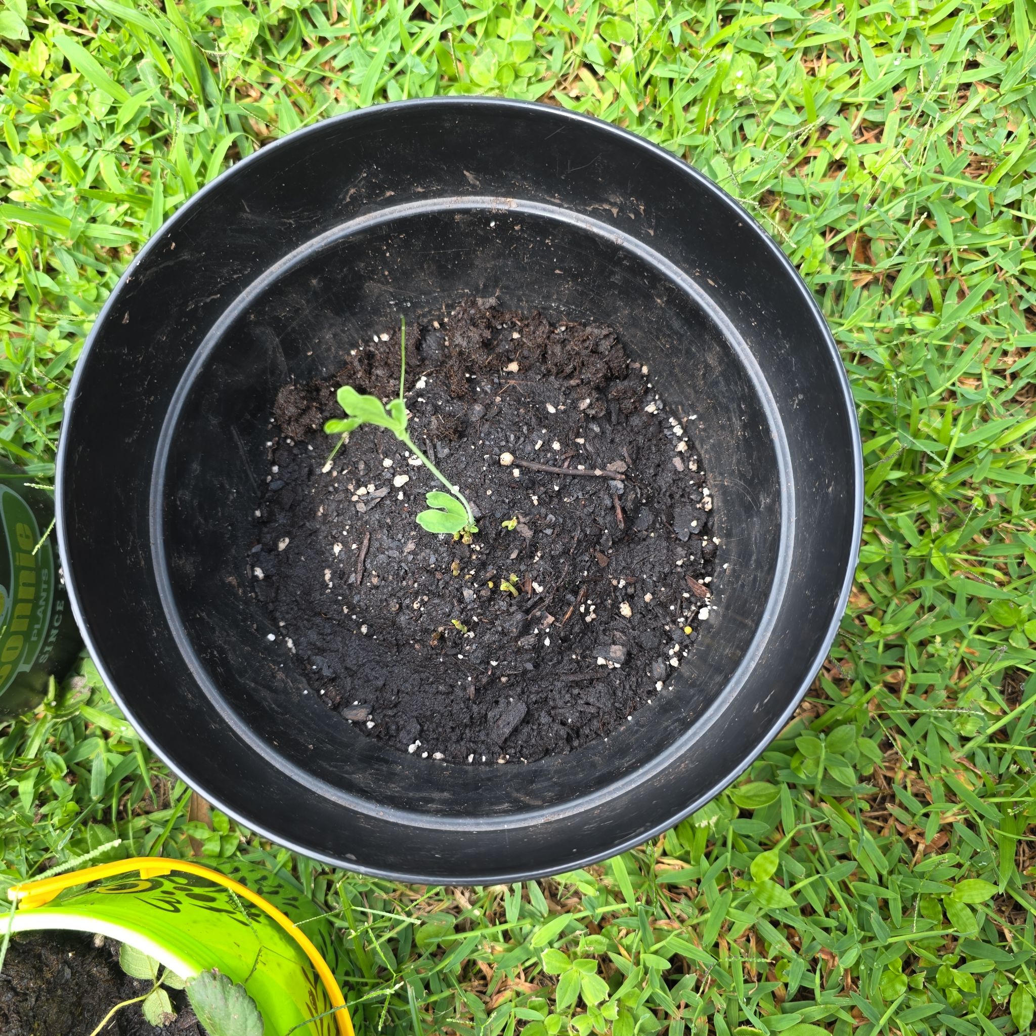 Photo of the plant species Lathyrus Odoratus by @GodlyAnahaw25 named Aria on Greg, the plant care app