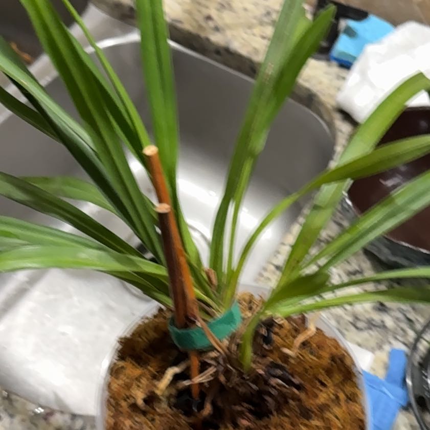 Photo of the plant species Sweet Flag by @EsteemedSucc76 named Foxxy on Greg, the plant care app