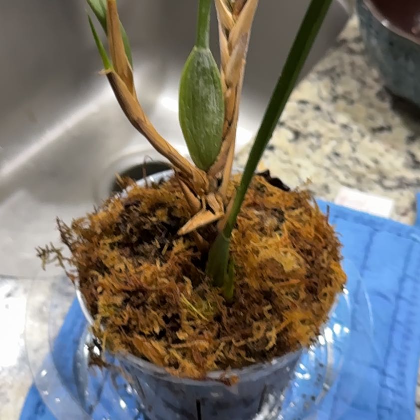 Photo of the plant species Coconut Orchid by @EsteemedSucc76 named Fernie Saunders on Greg, the plant care app