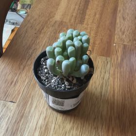 Photo of the plant species Baby Toes by @BrawnyFuchsia10 named Lola on Greg, the plant care app