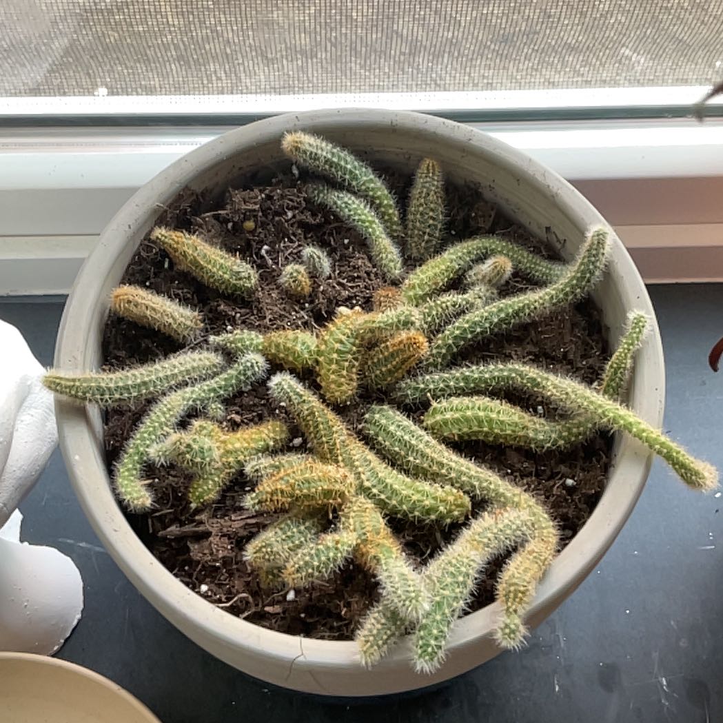Photo of the plant species Monkey Tail by @BrawnyFuchsia10 named Morgan Treeman on Greg, the plant care app