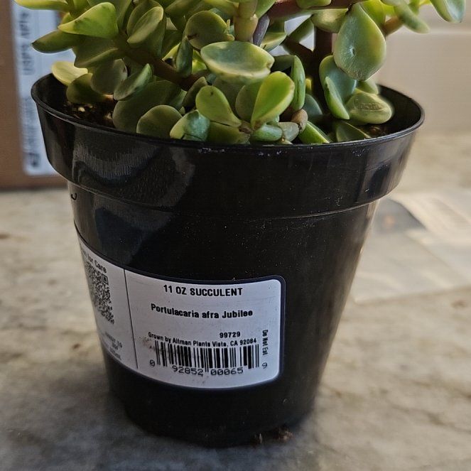 Photo of the plant species Portulacaria afra 'Jubilee' by @LuckyFicus88 named Mochi on Greg, the plant care app