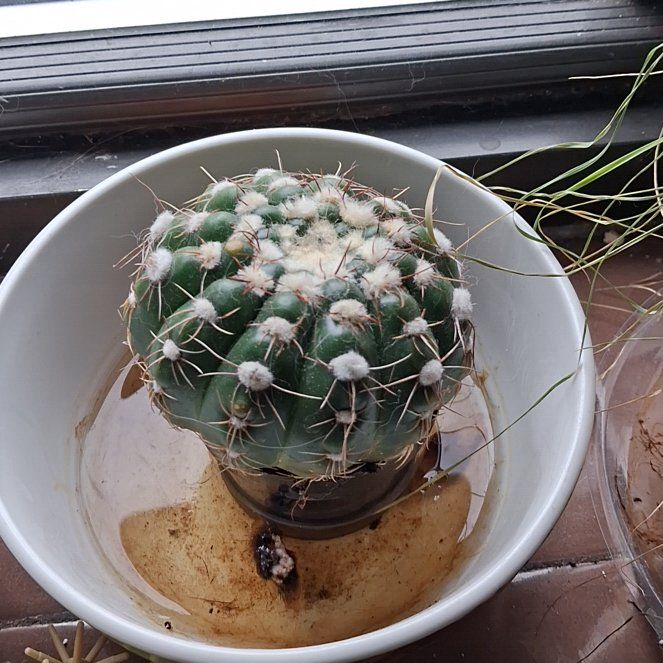 Photo of the plant species Miniature Barrel Cactus by @FabMandrake49 named Cony on Greg, the plant care app
