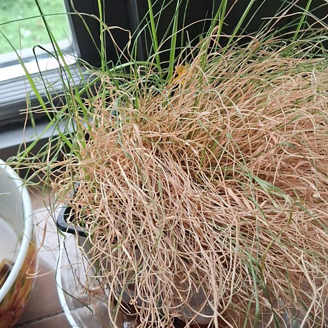 Photo of the plant species Pampas Grass by @FabMandrake49 named Sanders on Greg, the plant care app