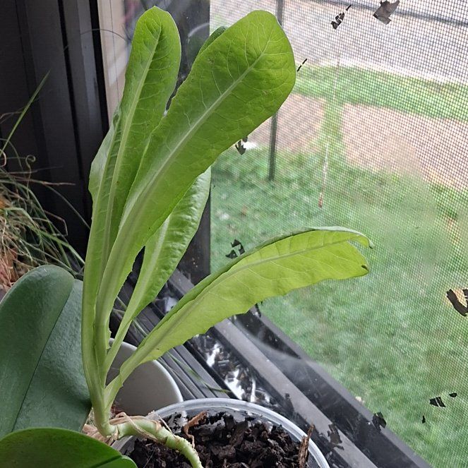 Photo of the plant species Marigold by @FabMandrake49 named Critter on Greg, the plant care app