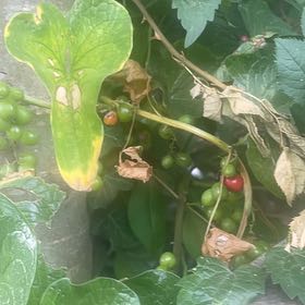 Photo of the plant species Black Bryony by @RuggedPepper4 named Zion on Greg, the plant care app