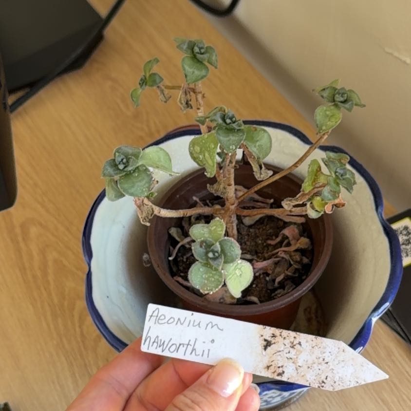Photo of the plant species Aeonium 'Kiwi' by @PureSilkyoak7 named Treeyoncé on Greg, the plant care app