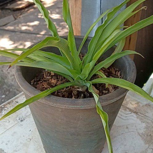 Photo of the plant species Poisonbulb by @MerryBreadnut52 named Doja Cat on Greg, the plant care app