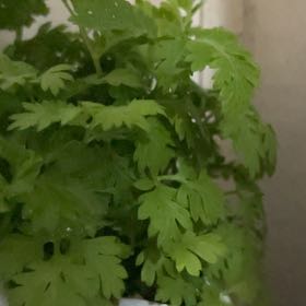 Photo of the plant species Feverfew by @AssistiveFern36 named Miley on Greg, the plant care app