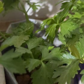 Photo of the plant species Leaf Celery by @AssistiveFern36 named Surya on Greg, the plant care app