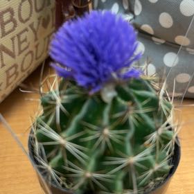 Photo of the plant species Miniature Barrel Cactus by @ElderMystax27 named Harry on Greg, the plant care app