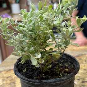 Photo of the plant species Texas Barometer Bush by @HipChosmo33 named Bushy bush on Greg, the plant care app
