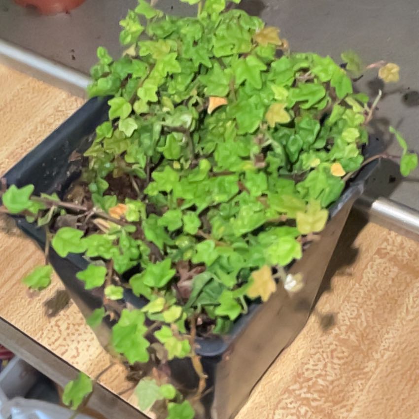 Photo of the plant species Mini Oakleaf Creeping Fig by @YoungBeech32 named Sahara on Greg, the plant care app