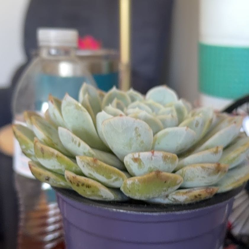 Photo of the plant species Succulent by @ChosenLukiwan14 named Bigleef Smalls on Greg, the plant care app