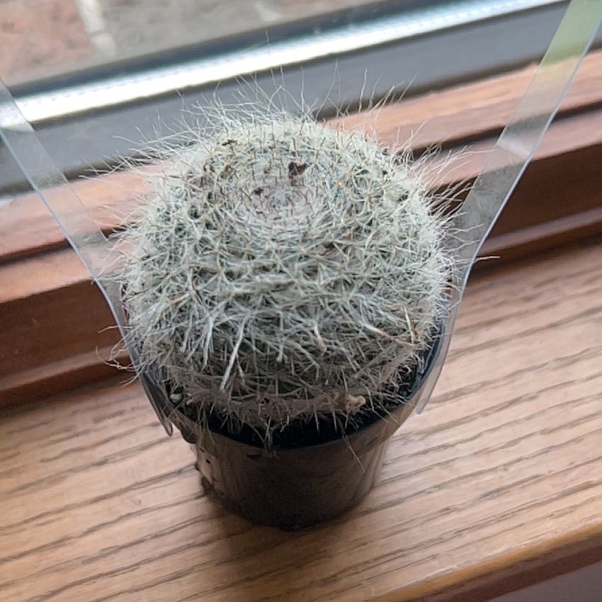 Spike