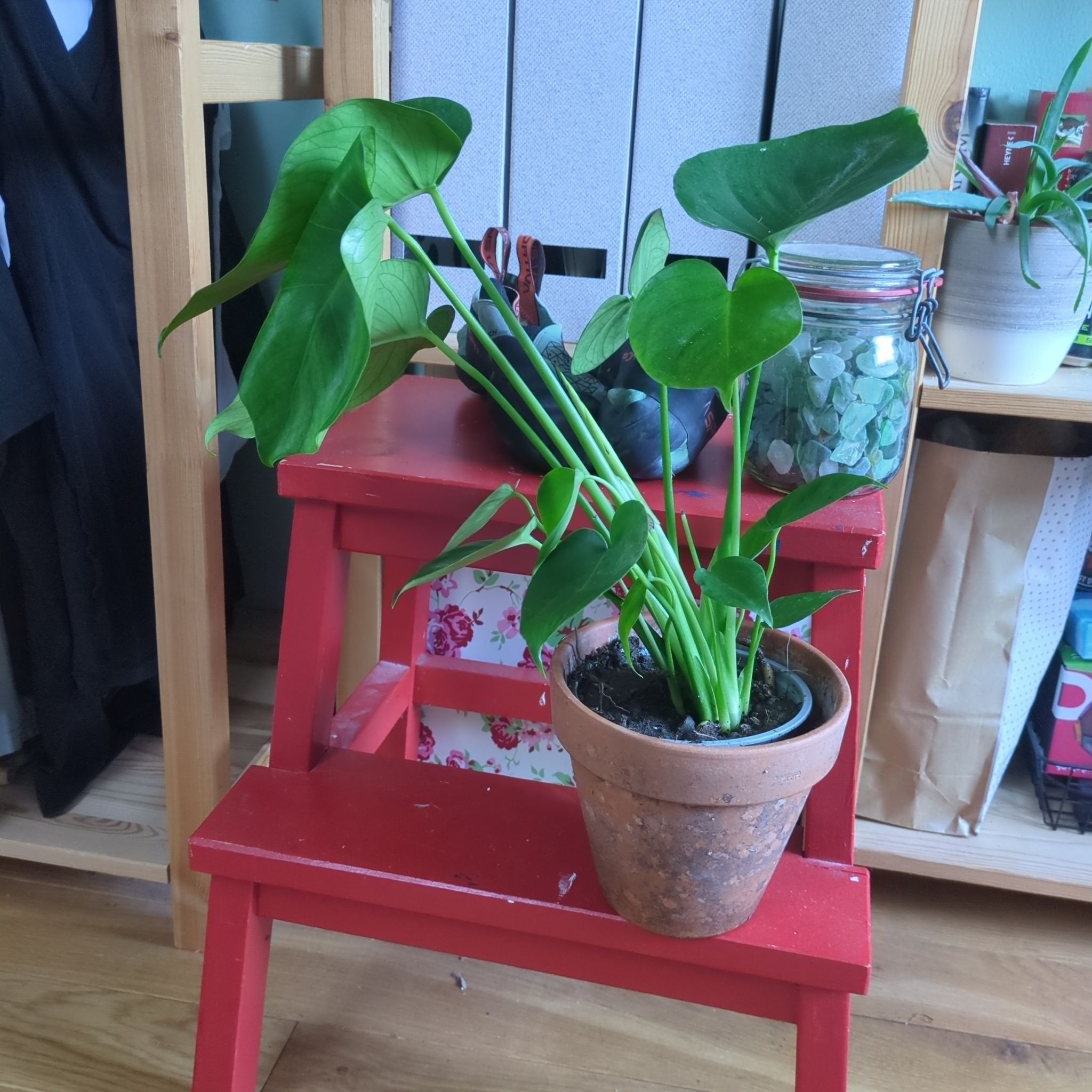 Photo of the plant species Monstera deliciosa 'Bulbosaur' by @WhizWormseed55 named Kardashian on Greg, the plant care app