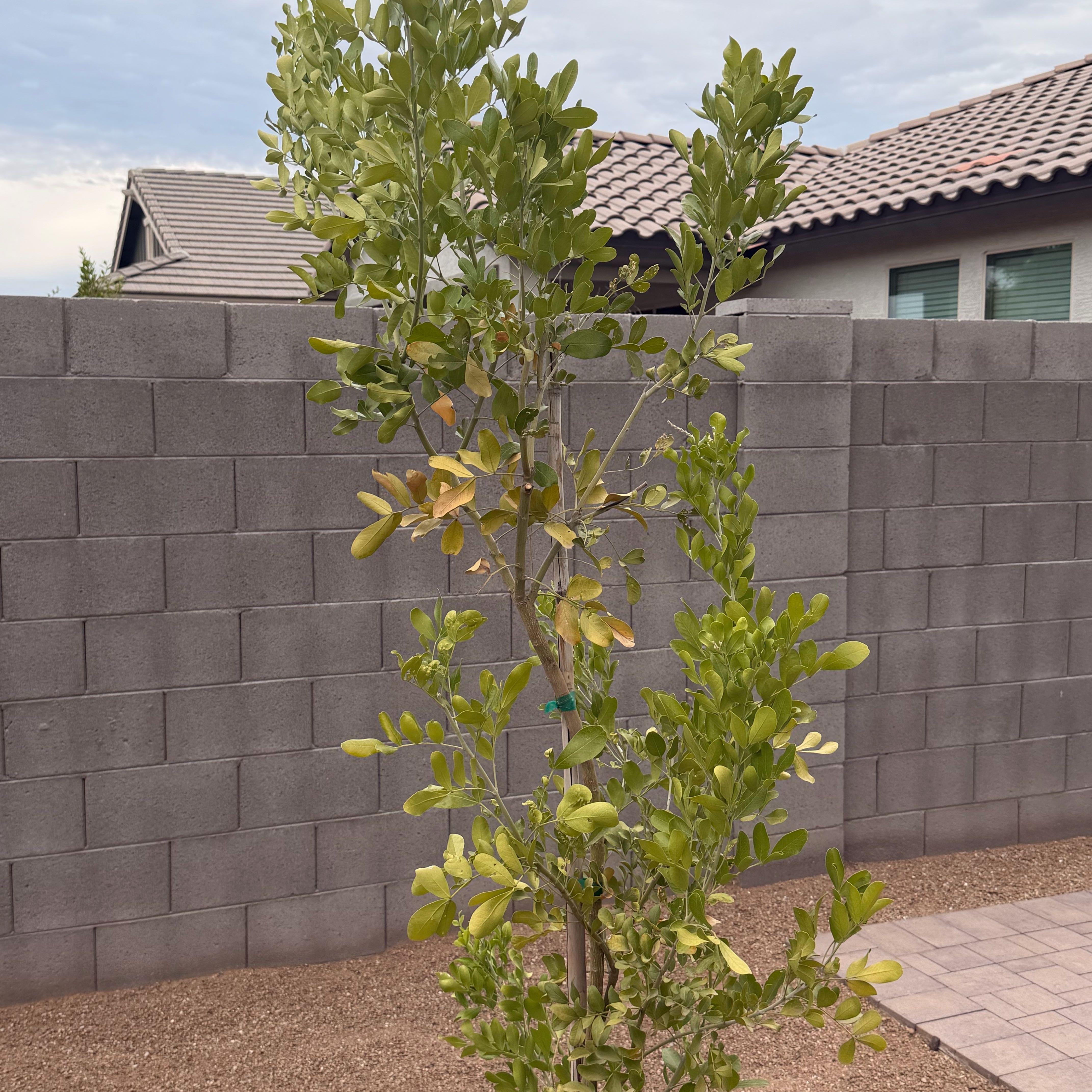 Photo of the plant species Texas Mountain Laurel by @ProperSalal31 named da Vinci on Greg, the plant care app